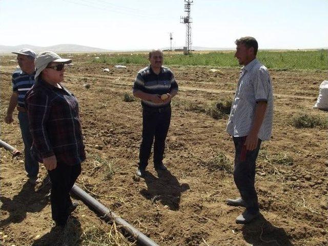 Aksaray’da Patates Tarlaları Kontrol Ediliyor