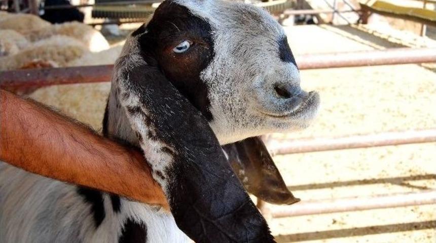 Kurbanlıklar Pazara İndi