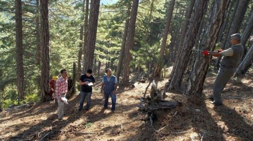 Tohum Meş&ccedil;erelerinin Bakım &Ccedil;alışması Başladı