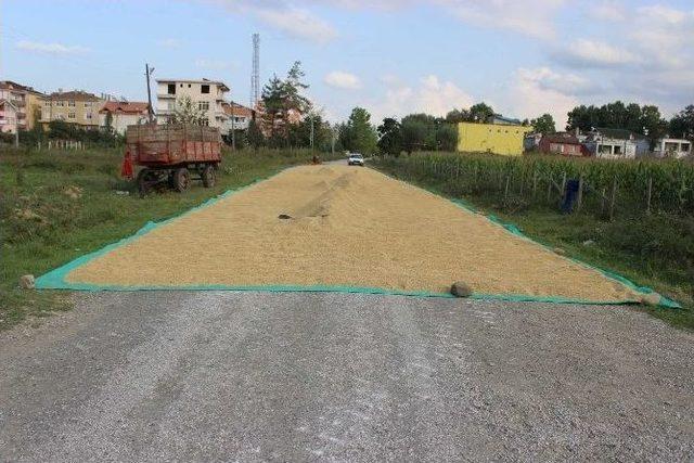 Kara Yolu Çeltik Harmanı Oldu