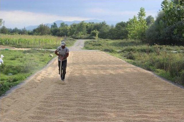 Kara Yolu Çeltik Harmanı Oldu