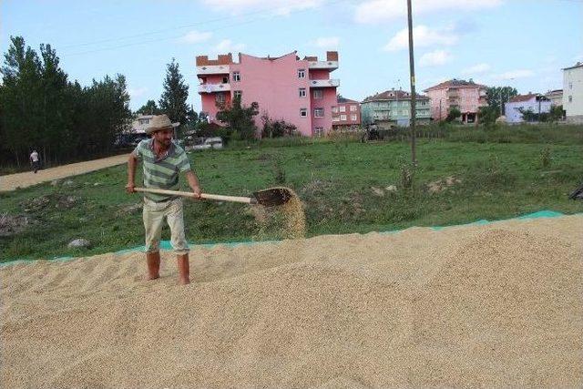 Kara Yolu Çeltik Harmanı Oldu