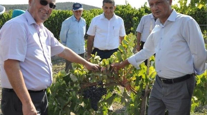 Manisa&rsquo;da Organik Sofralık &Uuml;z&uuml;m Yetiştiriciliği Hızla Artıyor