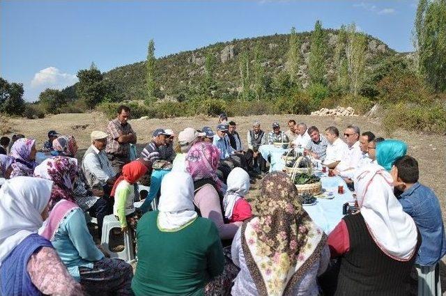 Manisa’da Organik Sofralık Üzüm Yetiştiriciliği Hızla Artıyor