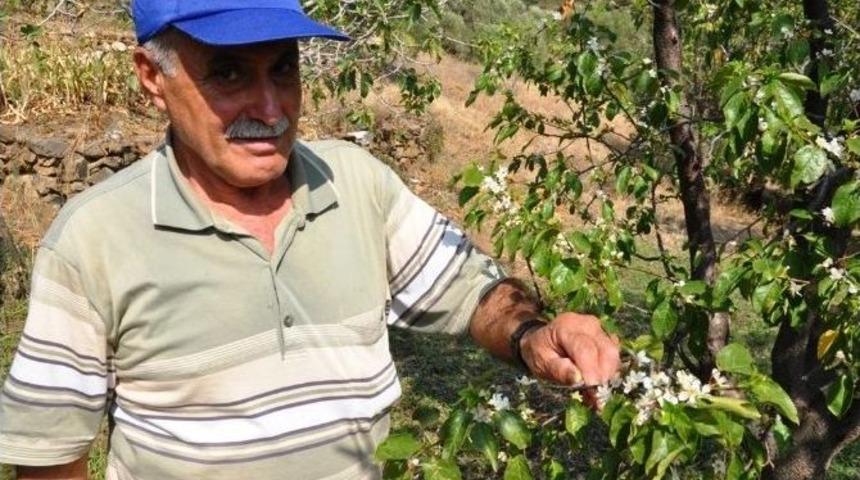 &Ccedil;i&ccedil;eklenen Erik Ağa&ccedil;ları Şaşırttı