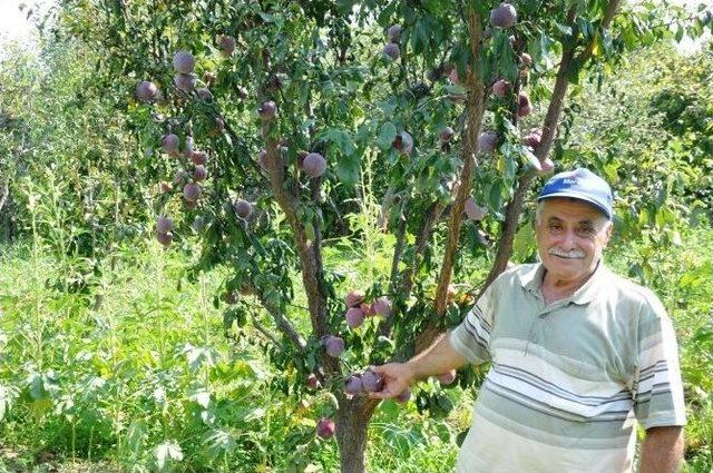 Çiçeklenen Erik Ağaçları Şaşırttı