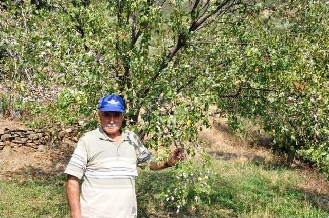 Çiçeklenen Erik Ağaçları Şaşırttı