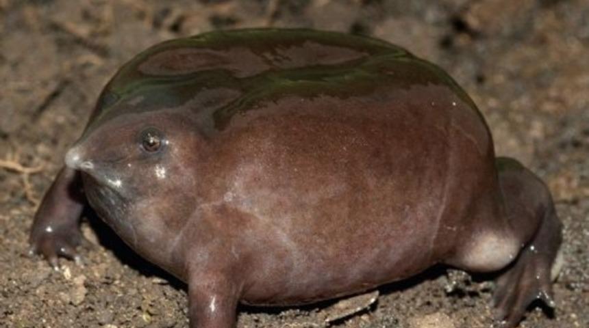 D&uuml;nyanın en &ccedil;irkin hayvanları