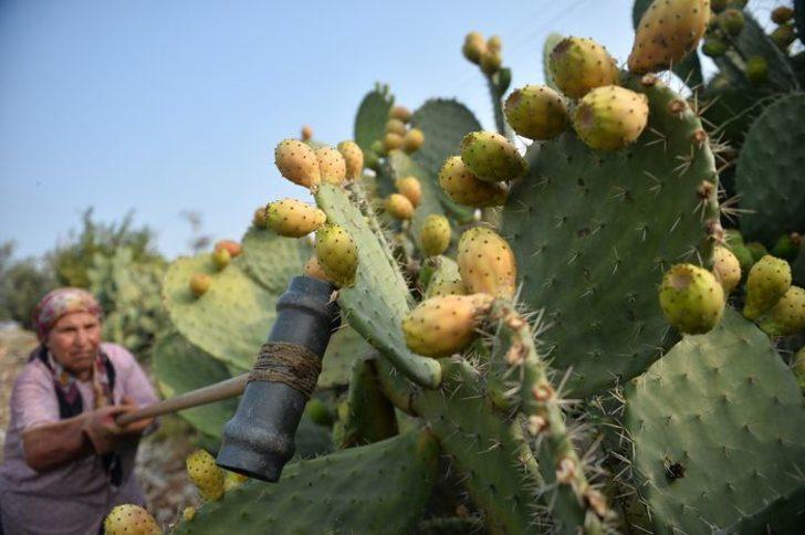 'Dikenli incir' Avrupa yolunda  G1