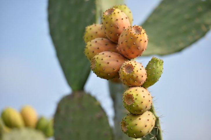 'Dikenli incir' Avrupa yolunda  G3