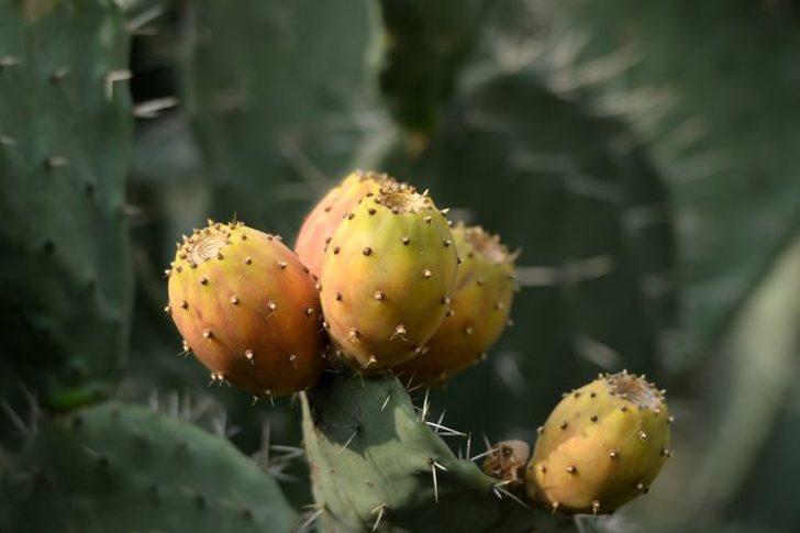 'Dikenli incir' Avrupa yolunda  G4