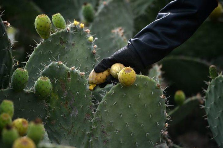 'Dikenli incir' Avrupa yolunda  G5