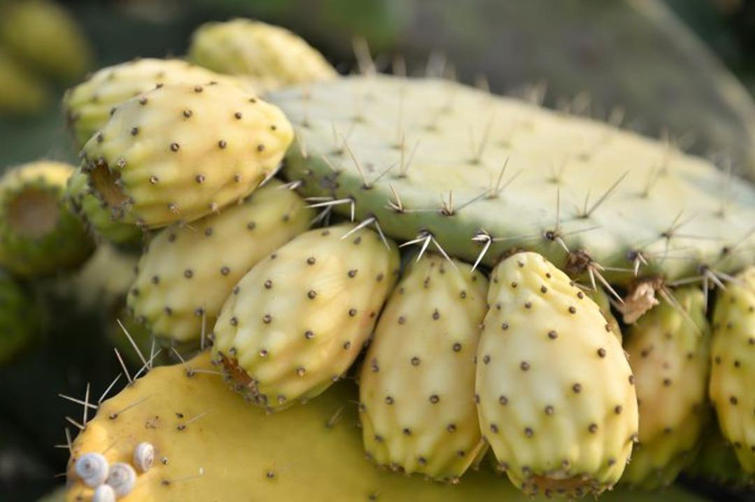 'Dikenli incir' Avrupa yolunda 