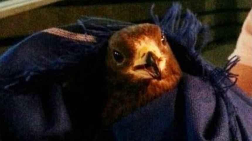 Davetsiz Misafir Korkuttu