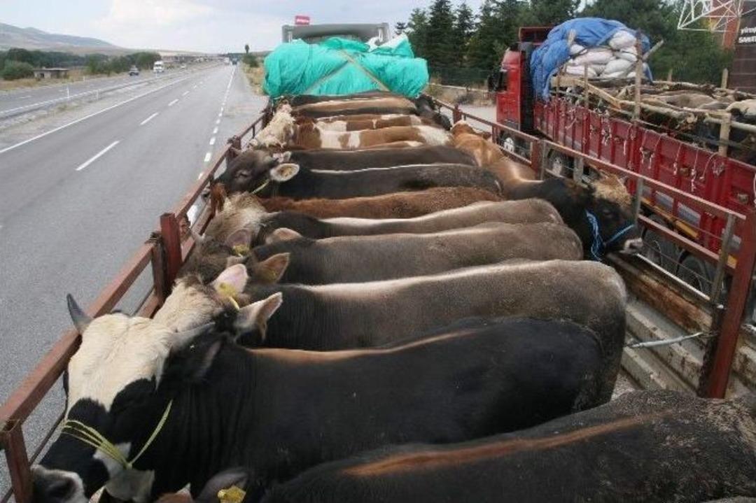 Yozgat&rsquo;ta Kurbanlık Hayvan Sevkıyatlarına Sıkı Denetim