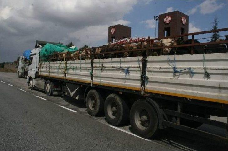 Yozgat’ta Kurbanlık Hayvan Sevkıyatlarına Sıkı Denetim G2