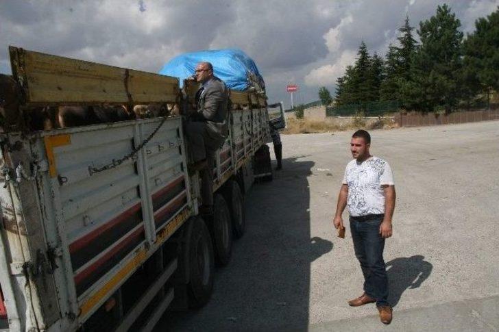 Yozgat’ta Kurbanlık Hayvan Sevkıyatlarına Sıkı Denetim G4