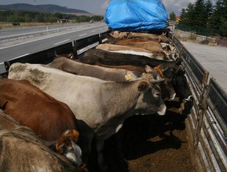 Yozgat’ta Kurbanlık Hayvan Sevkıyatlarına Sıkı Denetim G5