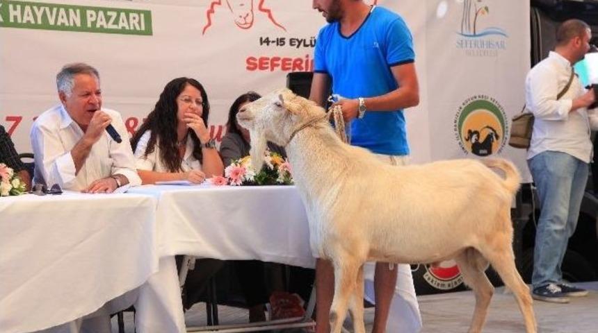 En G&uuml;zel Ko&ccedil; Ve Tekeler Yarışacak