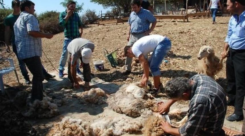 Didim&rsquo;in Sertifikalı &Ccedil;obanları Olacaklar