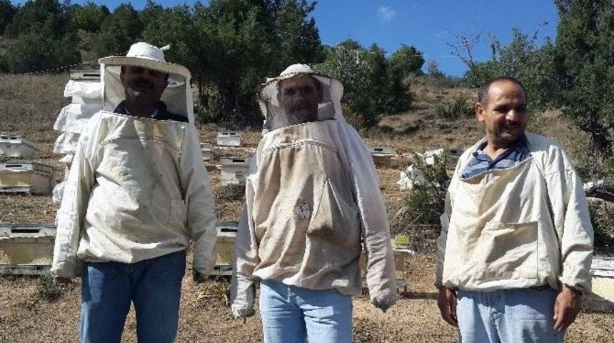 Kelkit&rsquo;te Bal Hasadı Başladı