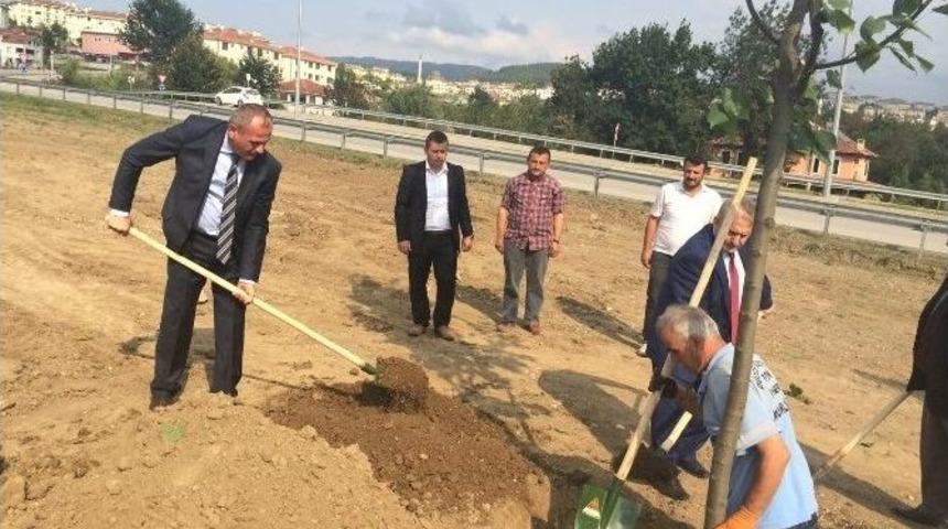 İlk Ağa&ccedil;lar Dikildi