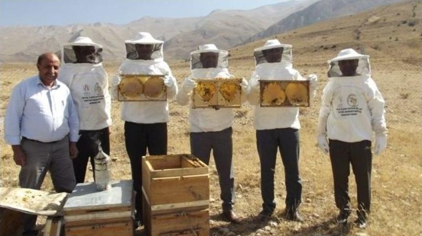 Gevaş&rsquo;ta Bal Hasadı Başladı