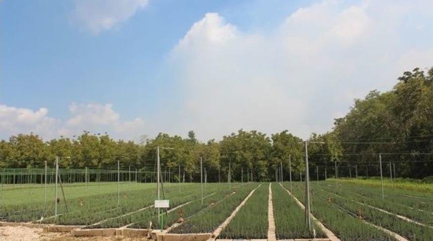 Adana’da Fidan Üretimine Hız Verildi