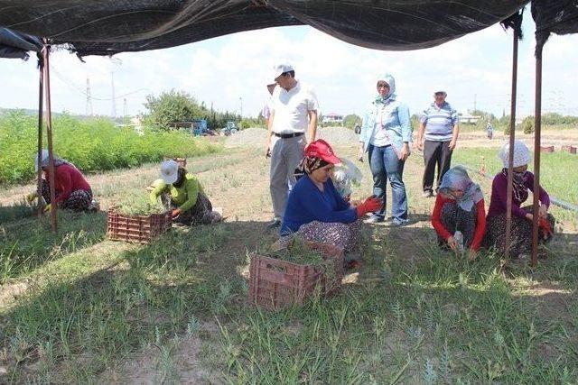 Adana’da Fidan Üretimine Hız Verildi