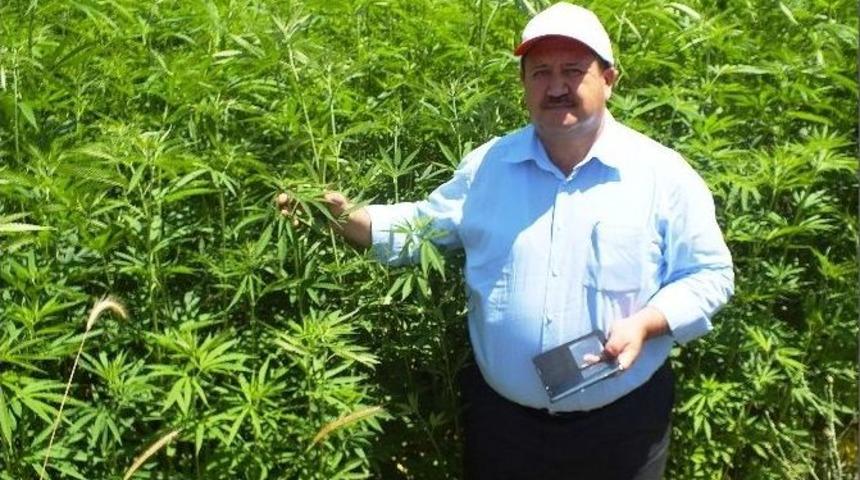 Samsun&rsquo;da İzinli Kenevir &Uuml;retimi