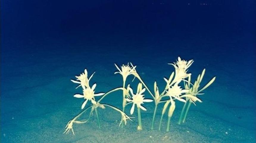 Sahillerin İncisi İztuzu&rsquo;nda G&ouml;r&uuml;nt&uuml;lendi