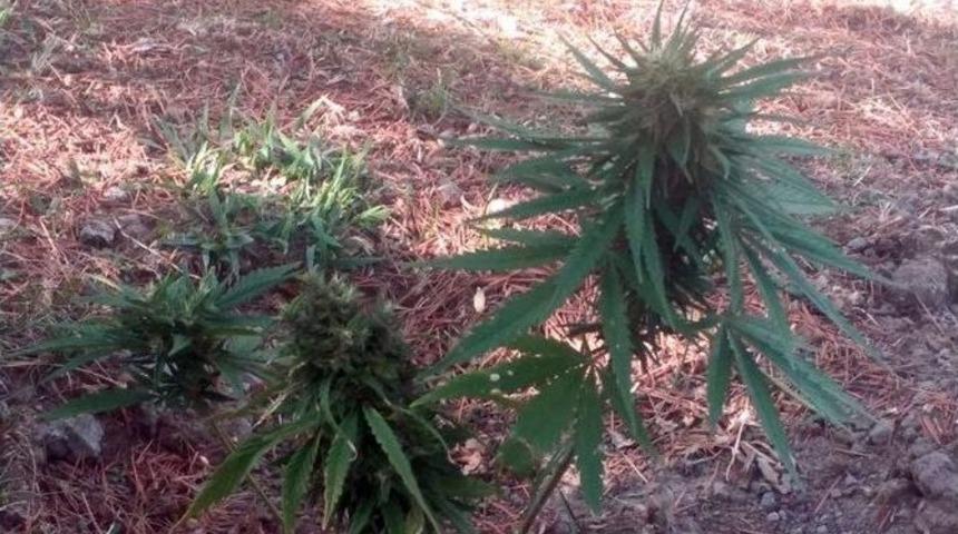 Afyonkarahisar Polisinden Uyuşturucu Ve Ka&ccedil;ak Sigara Operasyonu