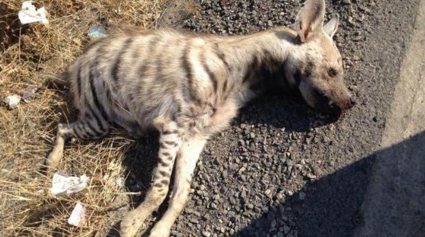 Koruma Altındaki Sırtlana Ara&ccedil; &Ccedil;arptı