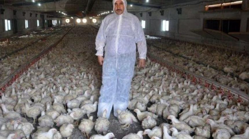 Tavukta Emirlik Bereketi Yaşanıyor