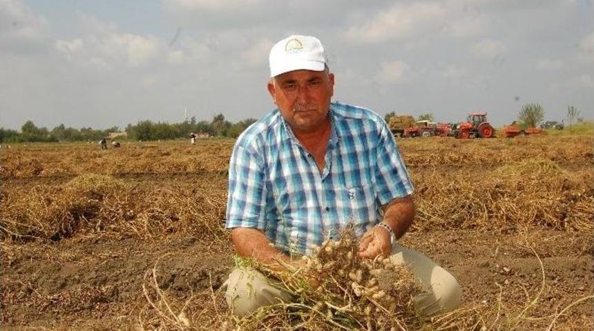 Ceyhan&rsquo;da Fıstık Hasadı Başladı