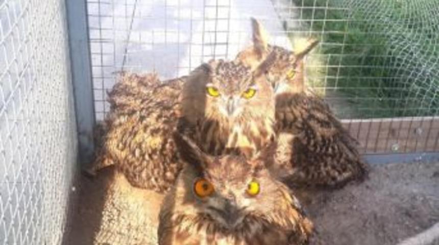 Puhular Doğaya Bırakıldı