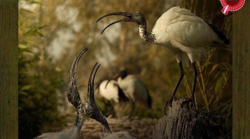 İzmir Doğal Yaşam Parkı&rsquo;nda Yarışma Heyecanı Başladı