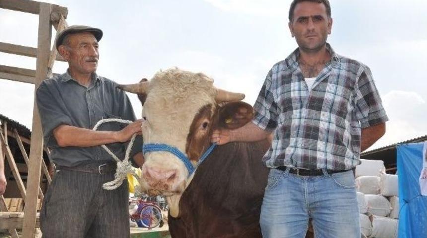 Tosun "polat" Otomobil Fiyatına Satıldı