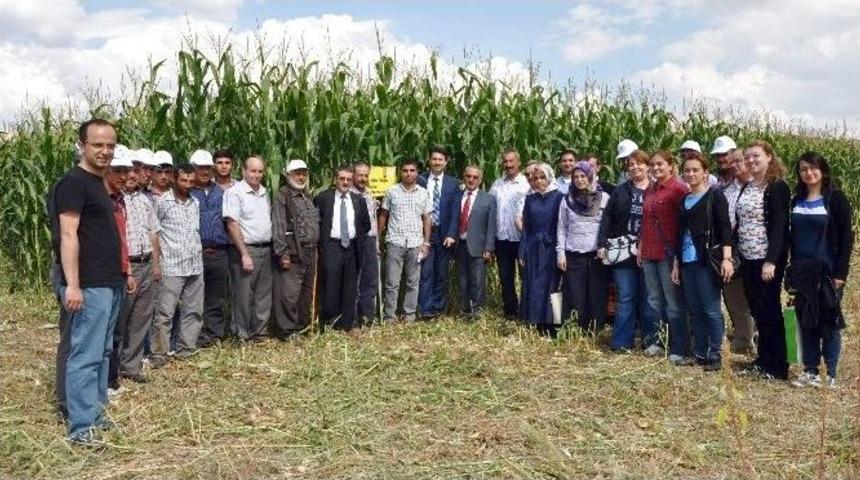 Kütahya’da ’mısır Ve Kuru Fasulye’ Günü