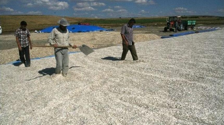 Yozgat&rsquo;ta Ay&ccedil;i&ccedil;ek Hasadı Yapıldı, &Uuml;reticiler Alıcı Bekliyor