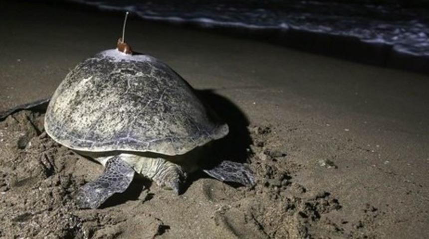 Yeşil deniz kaplumbağası 48 günde Adana'da Mısır'a gitti