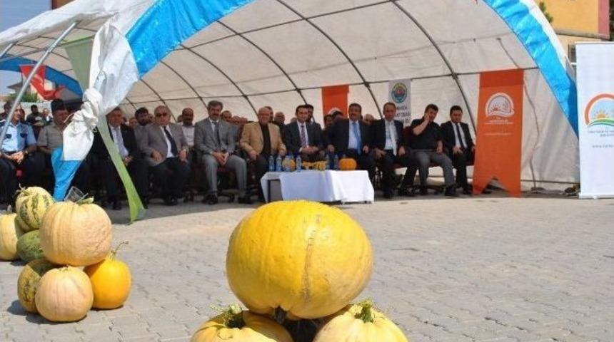 Kayseri Kabak &Ccedil;ekirdeğinde De S&ouml;z Sahibi Olacak