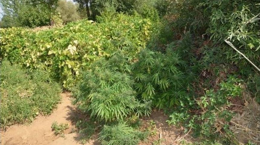 Bing&ouml;l&rsquo;de 27 Bu&ccedil;uk Kilo Esrar Ele Ge&ccedil;irildi