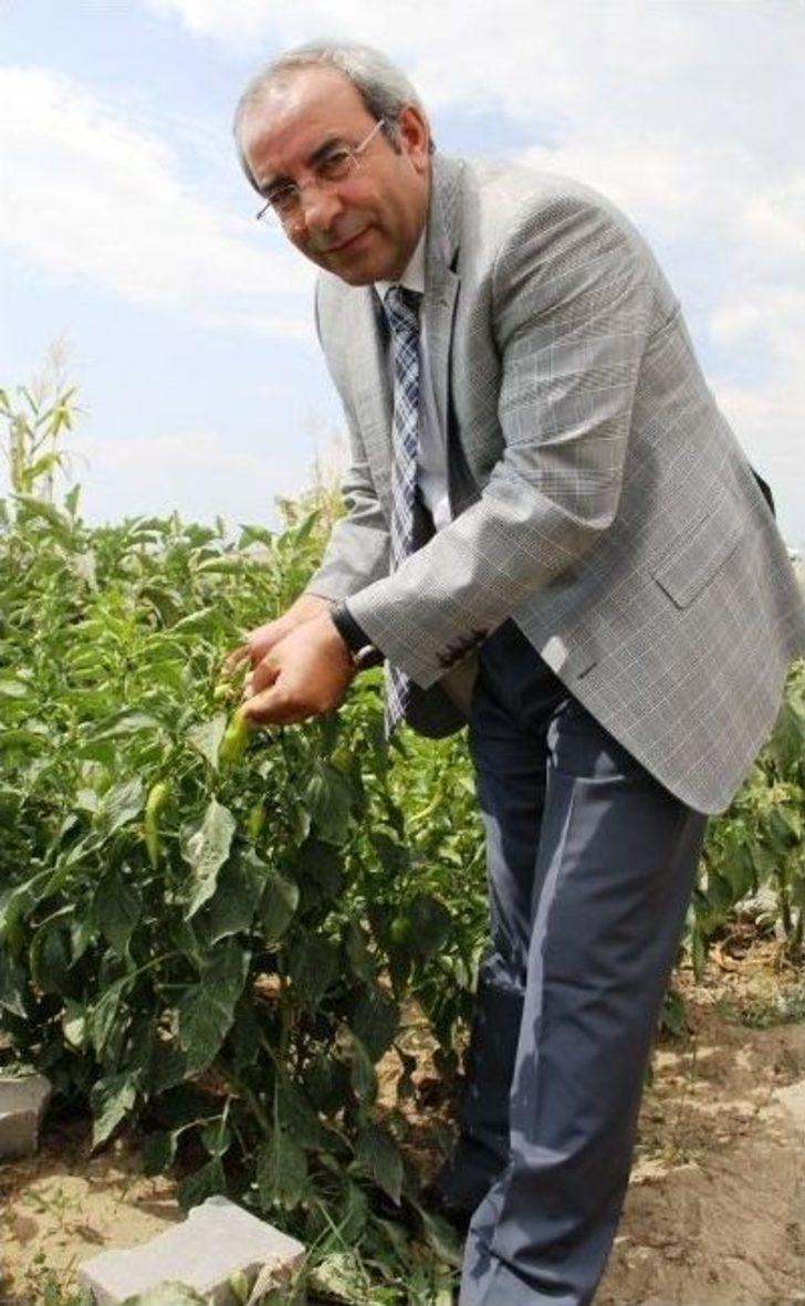 Yyü’de En İyi Hobi Bahçesi Ödül Töreni G5