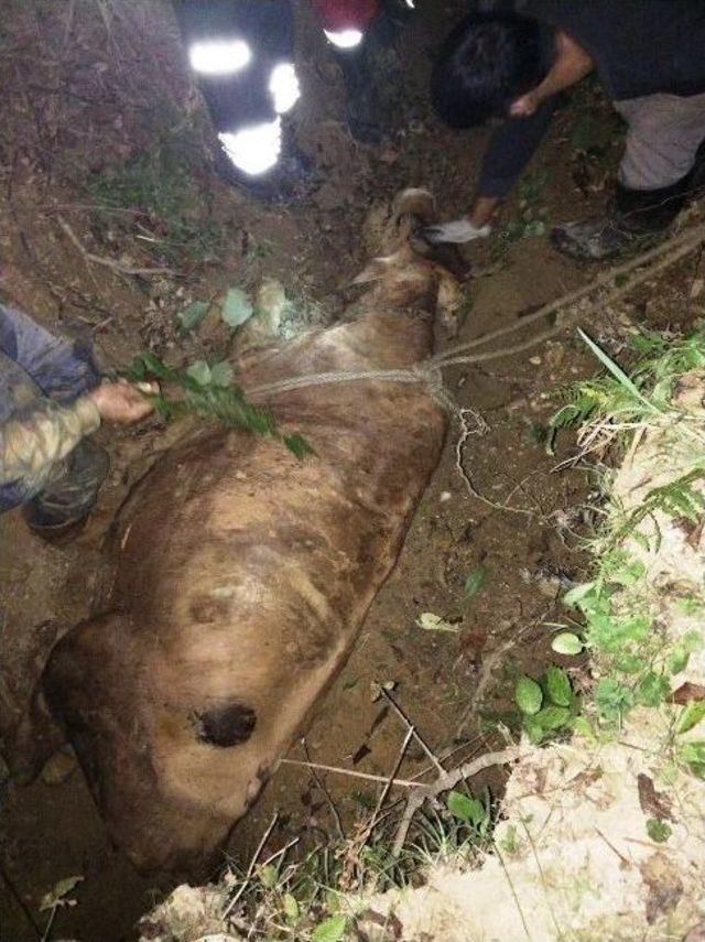 Talihsiz İnek Otlarken Uçurumdan Yuvarlandı