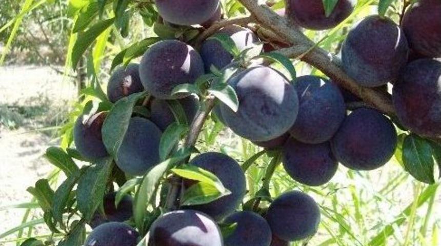 Kayısıya Alternatif &Uuml;r&uuml;n: Erik