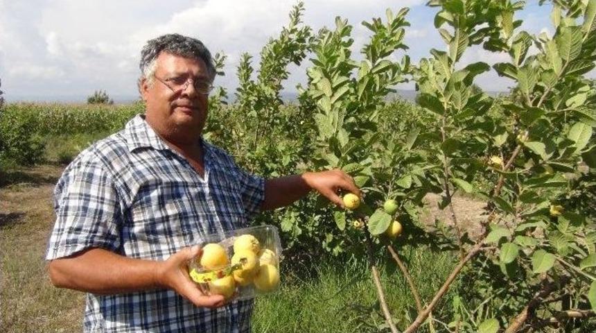 (&ouml;zel Haber) Merak Etti &Uuml;retti, Kanser Hastalarına Umut Oldu