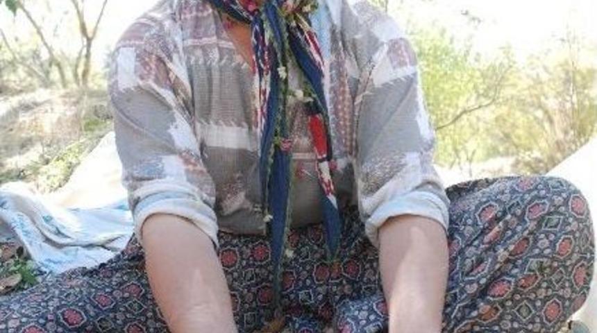 Silifke’de Kabuklu Badem Hasadı Başladı