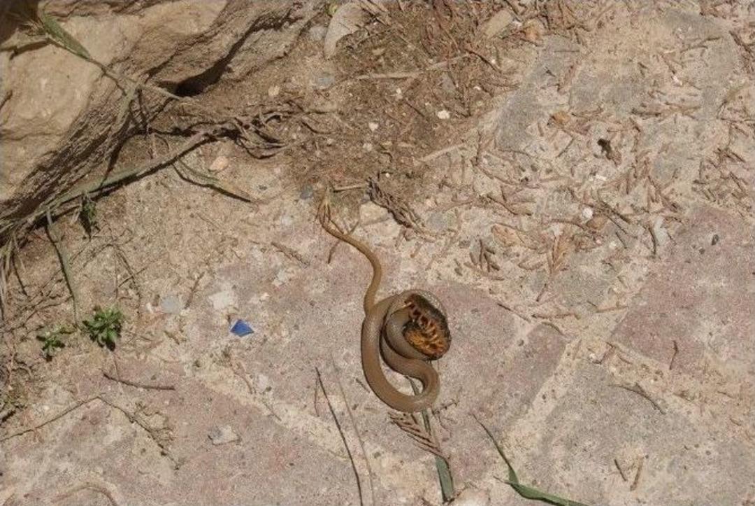 Yılan, &Ccedil;ıyanı B&ouml;yle Yuttu