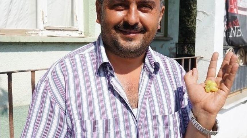 Altı Parmaklı &Ccedil;ift&ccedil;iden, Altız &Uuml;z&uuml;m Tanesi